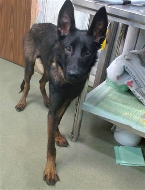 Med Waiver Ash - Belgian Shepherd Malinois