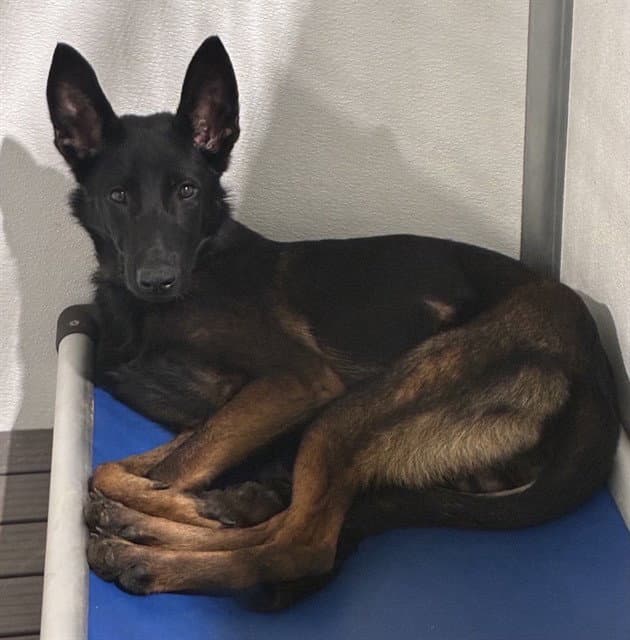 Med Waiver Ash - Belgian Shepherd Malinois