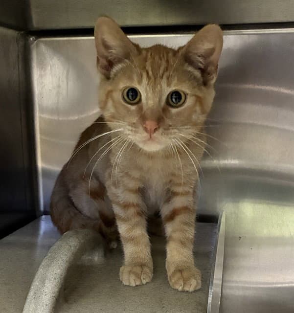 Tangerine - Domestic Short Hair