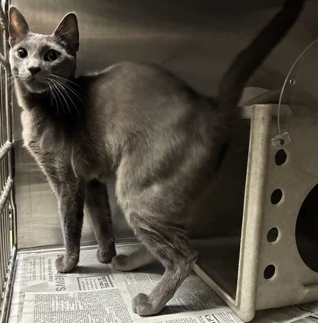 Scarr - Domestic Short Hair
