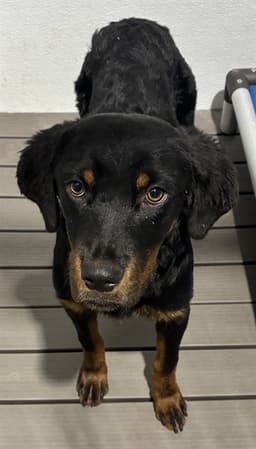Rosie image 1