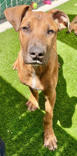Buddy - Rhodesian Ridgeback