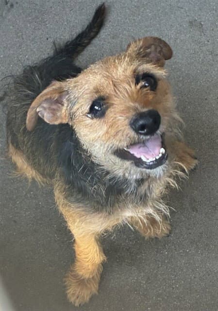 Med Waiver Cece - Terrier