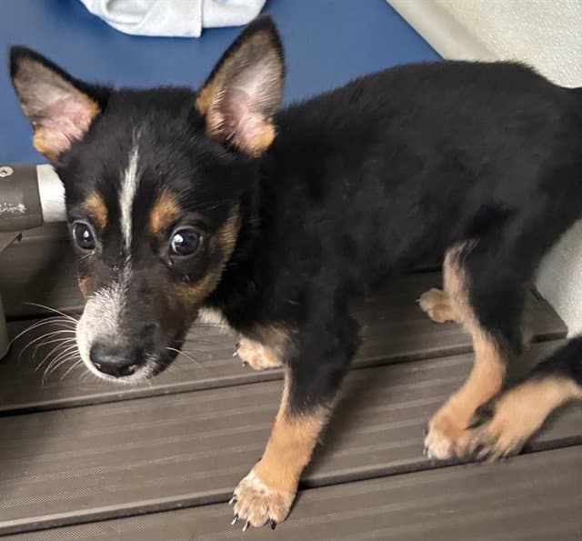 Phil - German Shepherd Dog