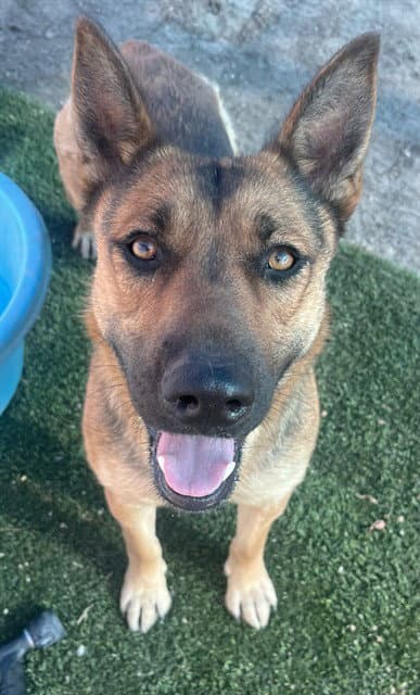 Louise - German Shepherd Dog