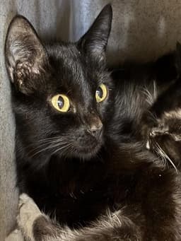 Mama Gabby image 1