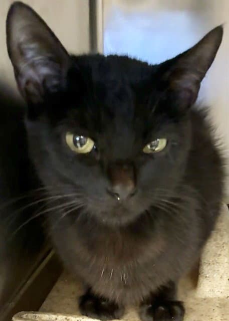 Mama Gabby - Domestic Short Hair
