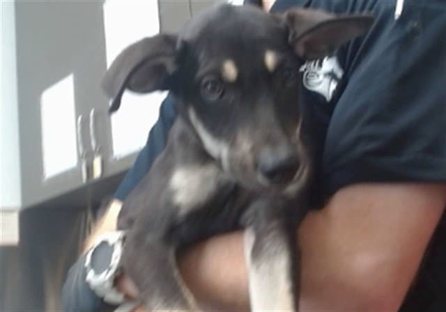 Med Waiver Mallory - Doberman Pinscher