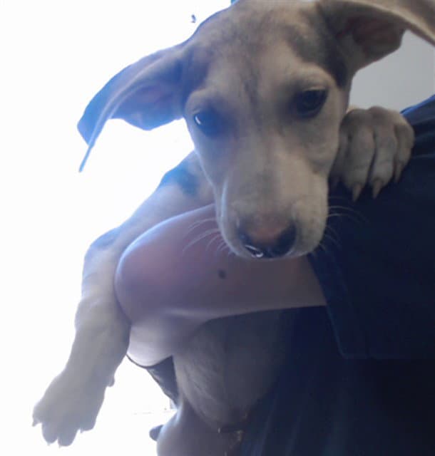 Med Waiver Mia - Doberman Pinscher