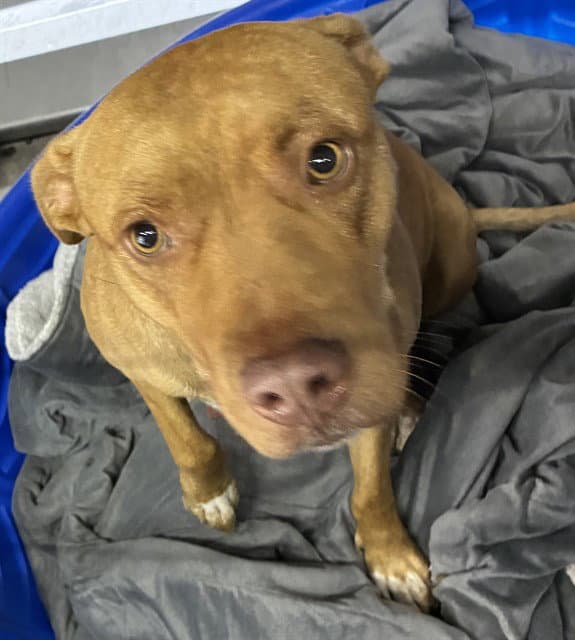 Mama Princess - Pit Bull Terrier