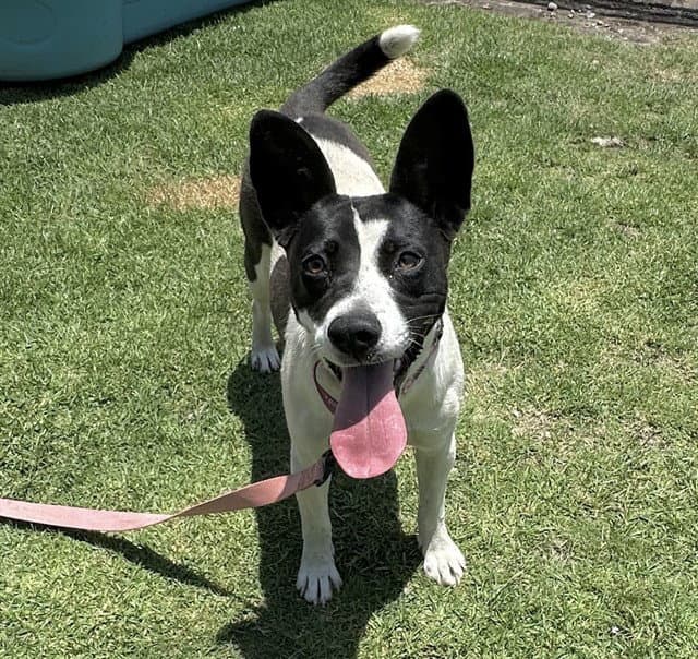 Vaca - American Staffordshire Terrier