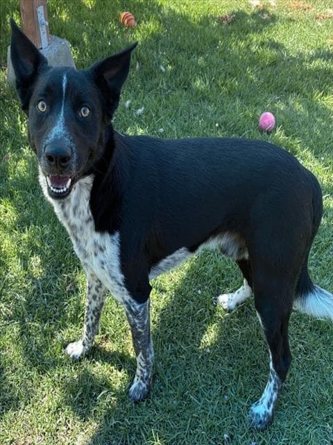 Charlie - Australian Cattle Dog/Blue Heeler