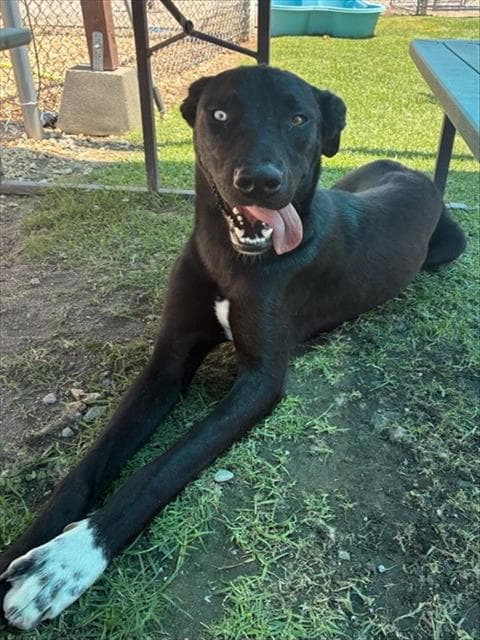 Jase - Great Dane