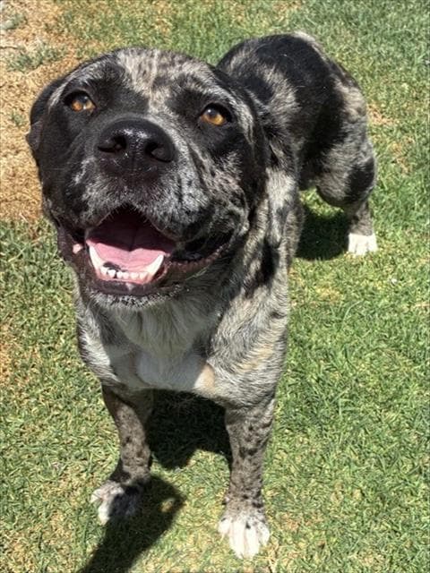 Sabrina - Catahoula Leopard Dog