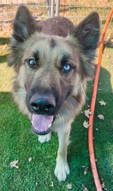 Sheppy - German Shepherd Dog