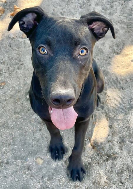 Runster - Pit Bull Terrier