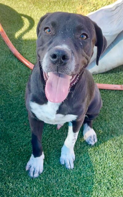 Sam - Pit Bull Terrier