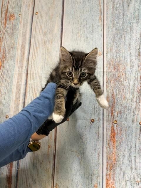 Mittens