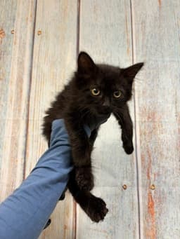 Blue image 1
