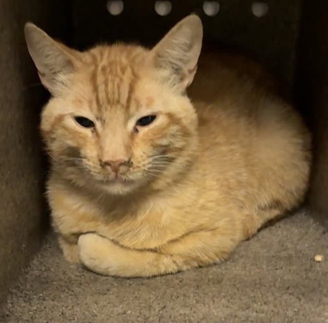 Urgent Med Adopt Morris