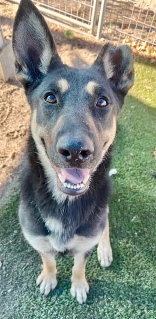 Mina - German Shepherd Dog