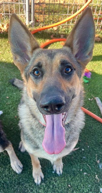 Minnie Mouse - German Shepherd Dog