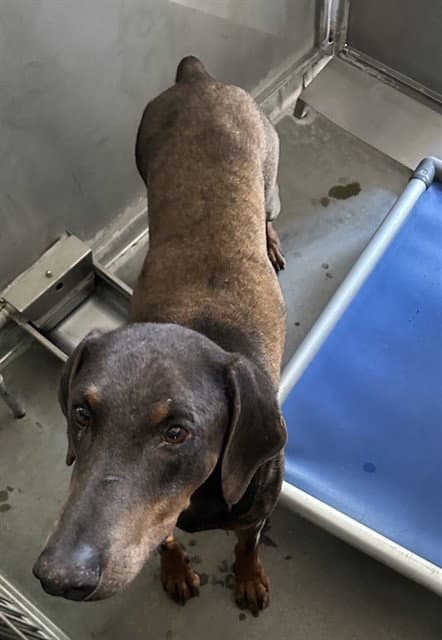 Med Waiver Hoppy - Doberman Pinscher