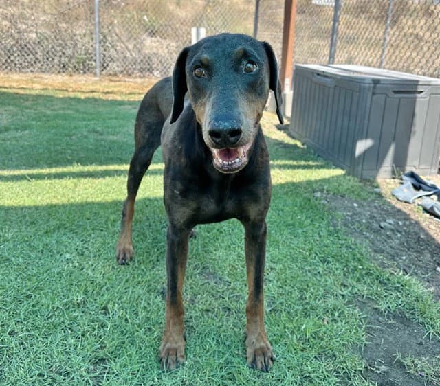 Med Waiver Hoppy - Doberman Pinscher