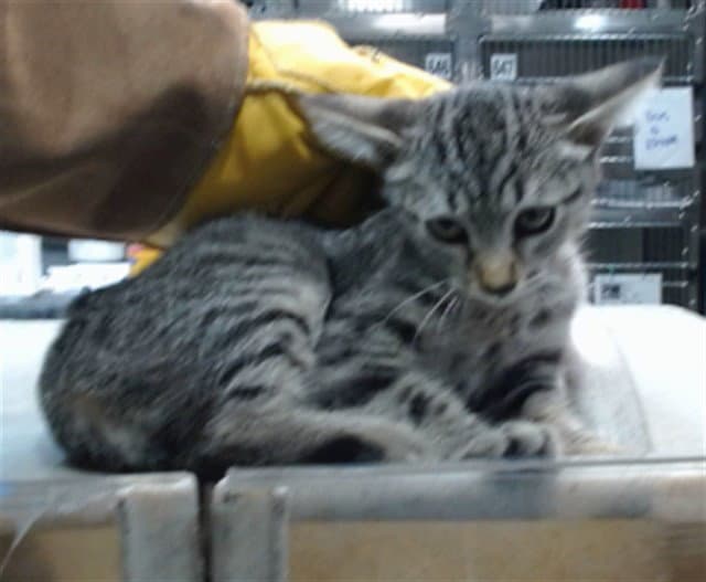 Renee - Domestic Short Hair