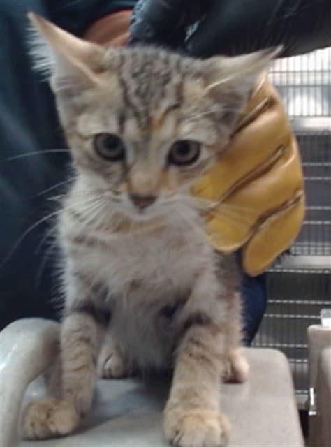 Ruby - Domestic Short Hair
