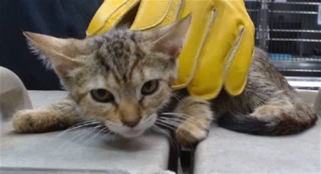 Rachel - Domestic Short Hair