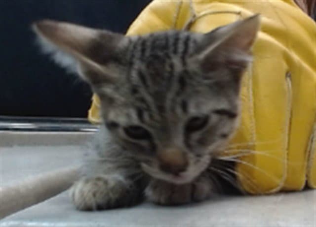 Brother - Domestic Short Hair