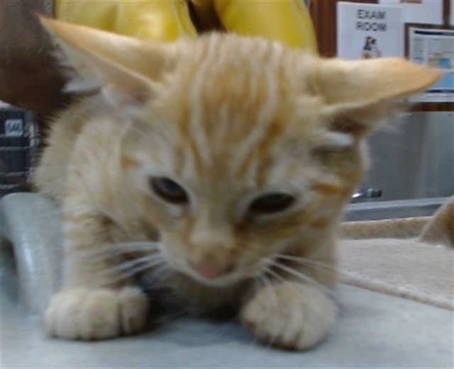 Toby - Domestic Short Hair
