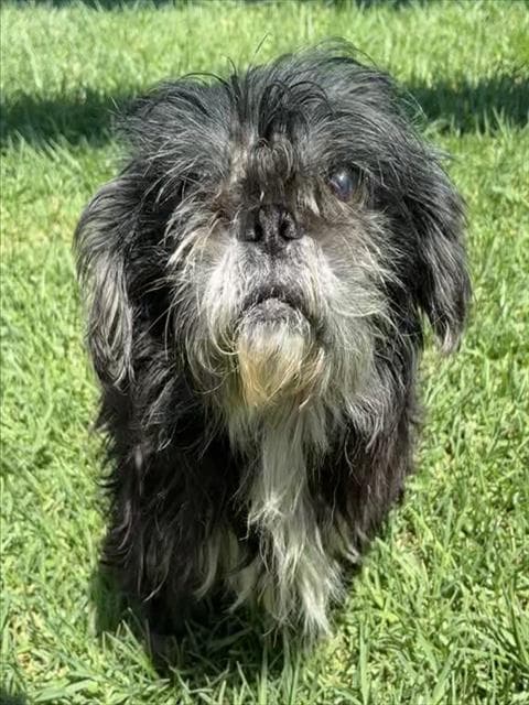 Rafiki - Shih Tzu