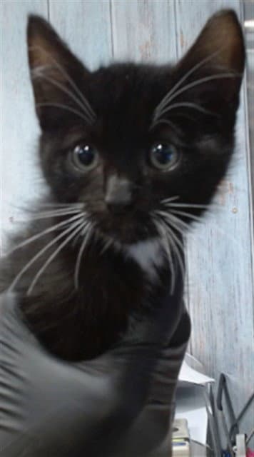 Chad - Domestic Short Hair