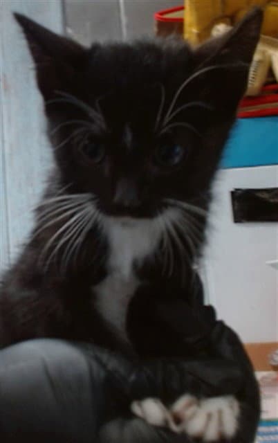 Troy - Domestic Short Hair