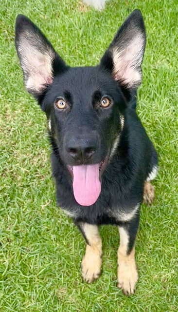 Craig - German Shepherd Dog