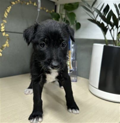 Izzy - Terrier