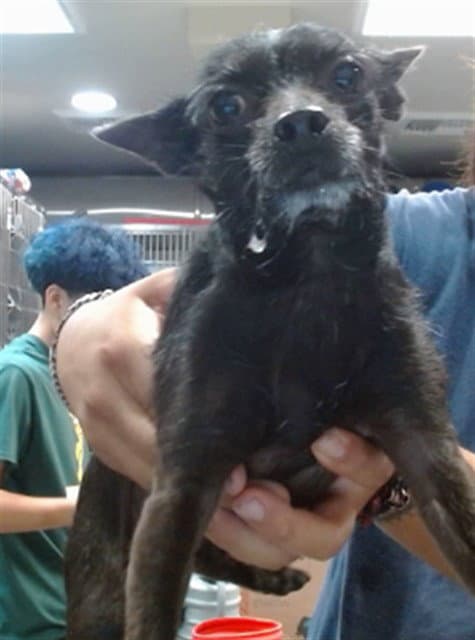 Saiba - Chihuahua