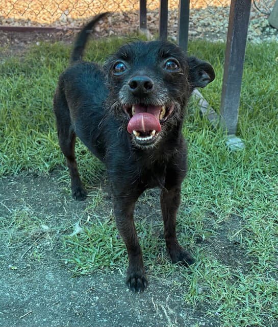 Saiba - Chihuahua
