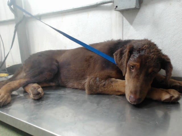 Med Waiver Hot Fudge - Doberman Pinscher