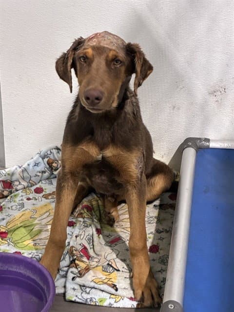 Med Waiver Hot Fudge - Doberman Pinscher