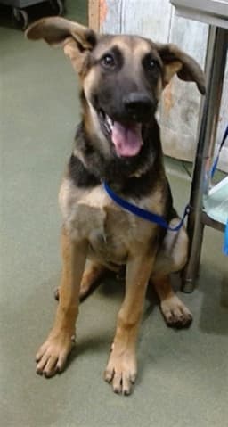 Ottis image 1