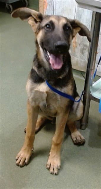 Ottis - German Shepherd Dog