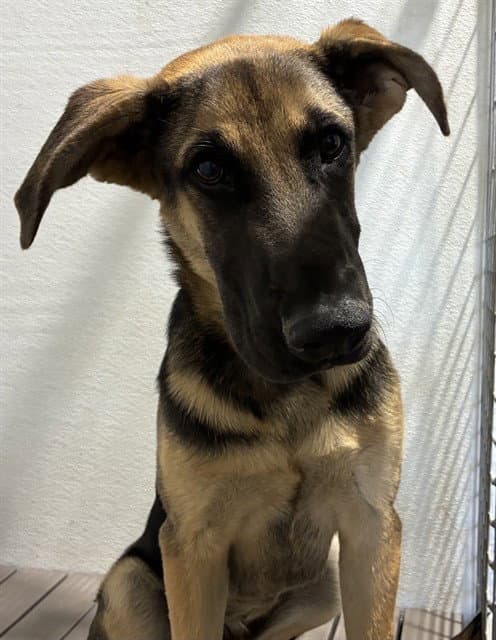 Ottis - German Shepherd Dog
