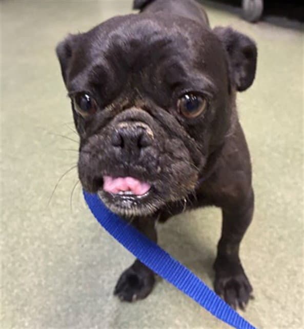Shinto - Pug