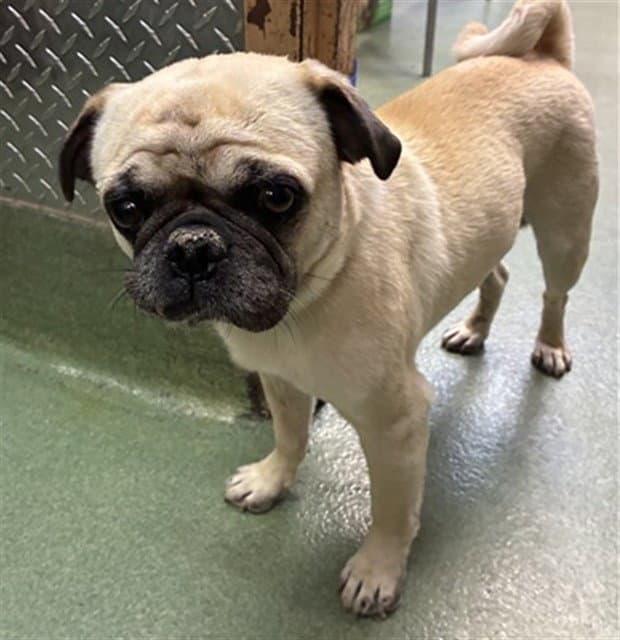 Bugsy - Pug
