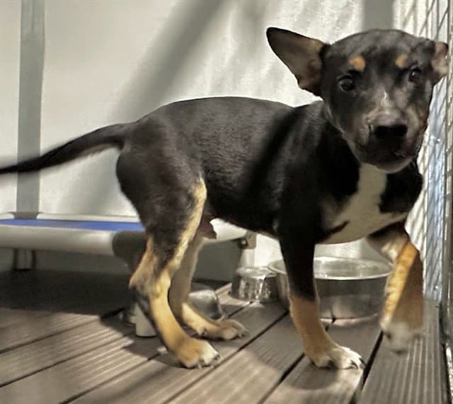 Doughboy - Pit Bull Terrier
