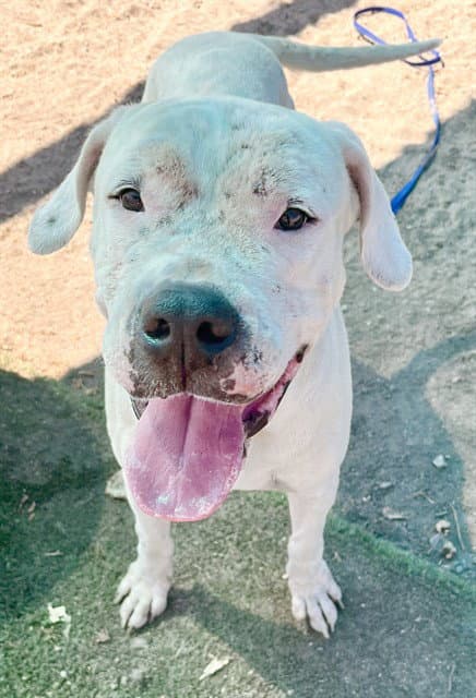 Bunny - Dogo Argentino