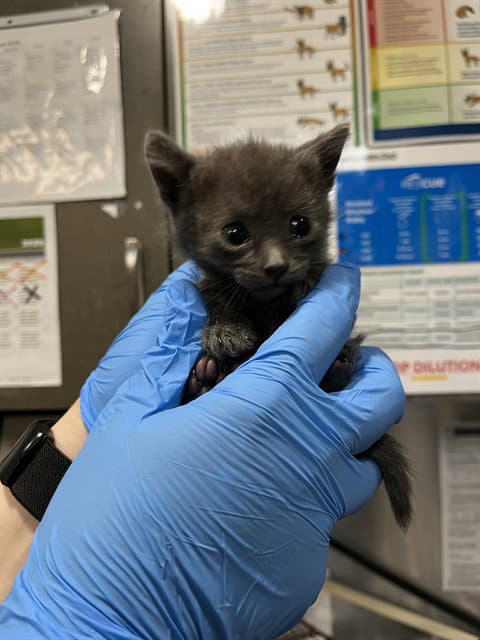 Itty Bitty - Domestic Short Hair